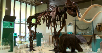 un squelette de mammouth au musée archéa de Louvres